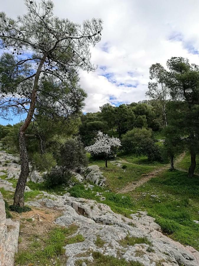 Spacious Apartment Near Acropolis With Roof Garden 雅典 外观 照片